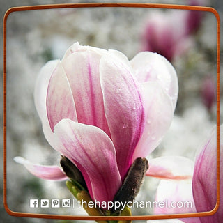 Open & Share Your Beauty!