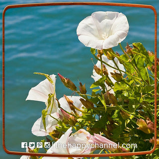 Flowers by the Water