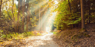 Judgment: How We Protect Ourselves (and How to Soften with Compassion)