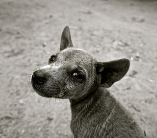 Increased Happiness and Other Amazing Health Benefits of Pets