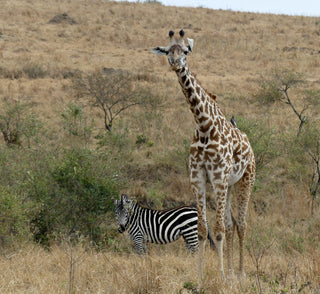 The Game Drive Experience: Part 2