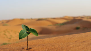 Plant growing in desert soil, showing strength.