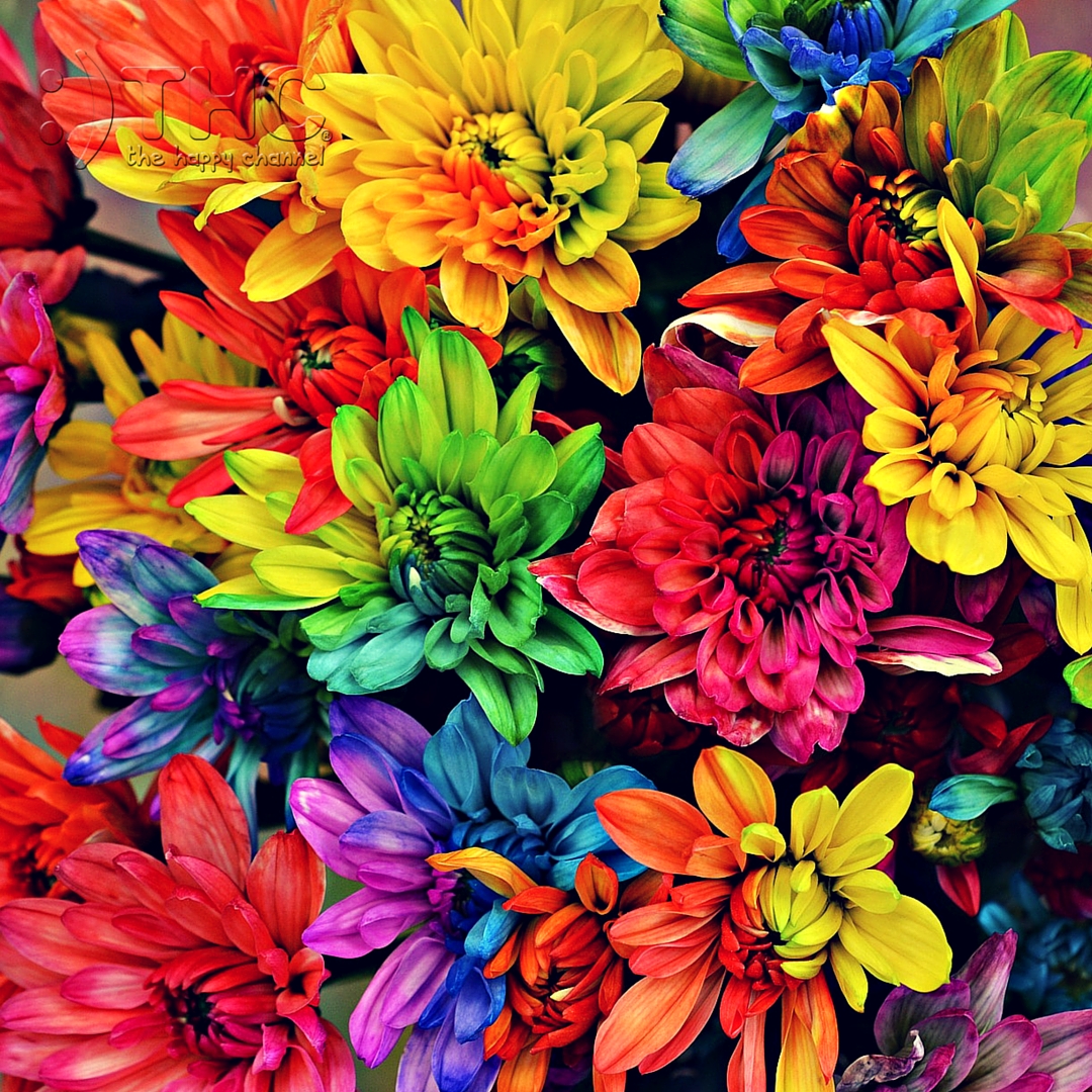 Colorful Flowers