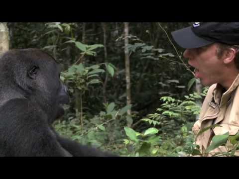 Surprising and Touching Gorilla Reunion