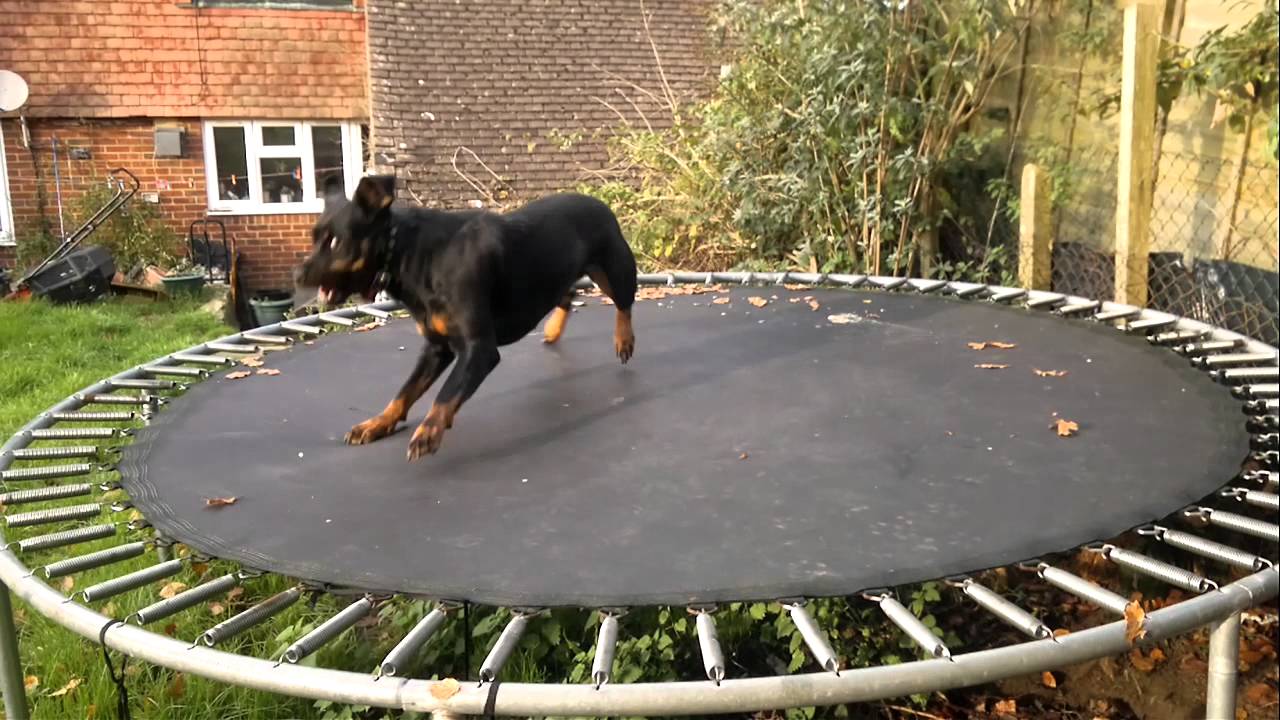 Watch This Dog Go Wild On Her Trampoline