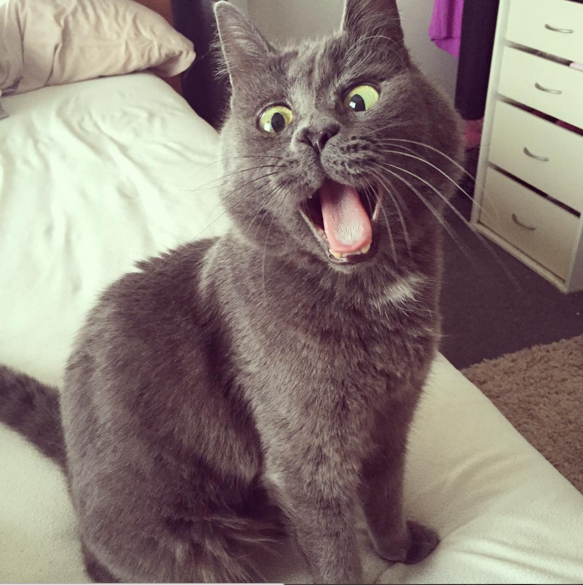 Meet Your New Favorite Instagram Cat
